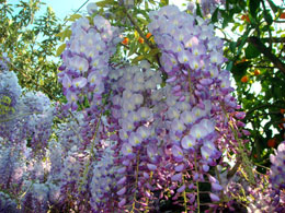 Glicinias
