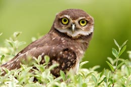 Fauna Coruja