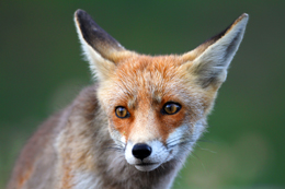 Fauna Raposa