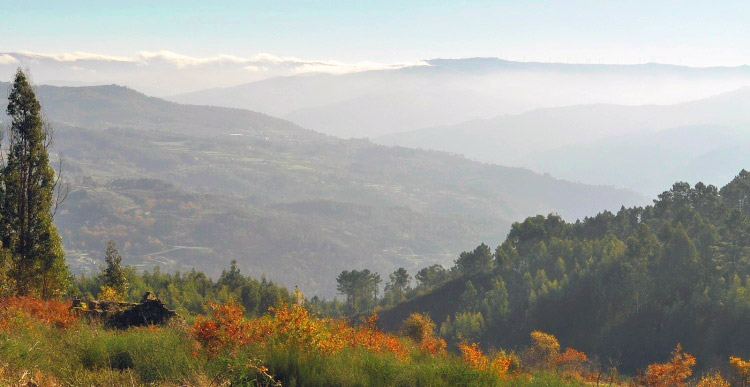 Montedeiras