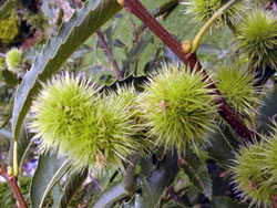 Castanheiro