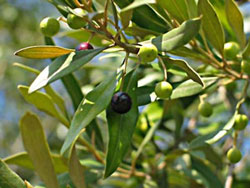 Oliveira