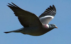 Pombo