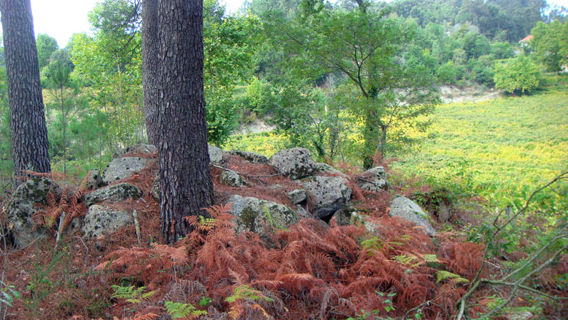 Pinhal da Quinta